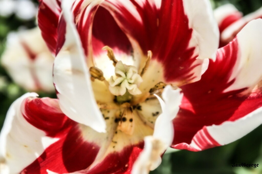 Tulip by nodrognai