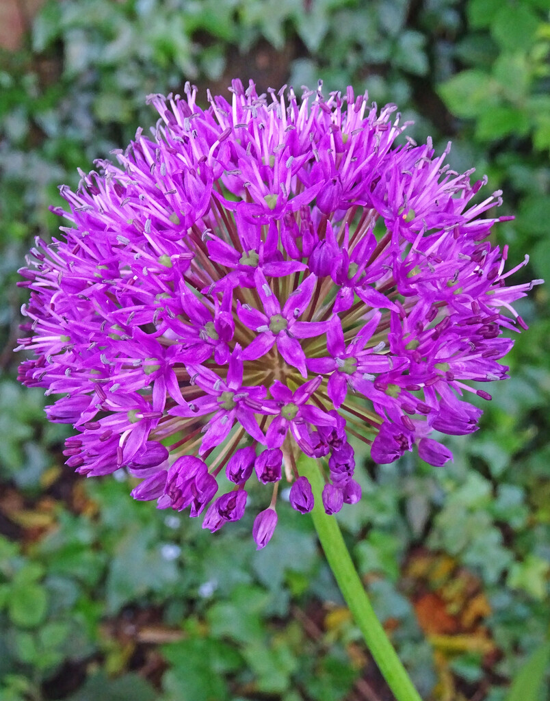 Allium Giganteum by marianj