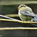 One of the blue tit babies by rosiekind