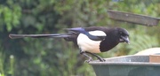 25th May 2022 - Magpie