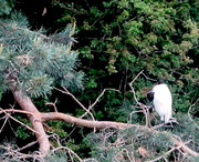 25th May 2022 - Tree Egret