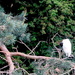 Tree Egret by davemockford