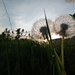 Beautiful Weeds by revken70