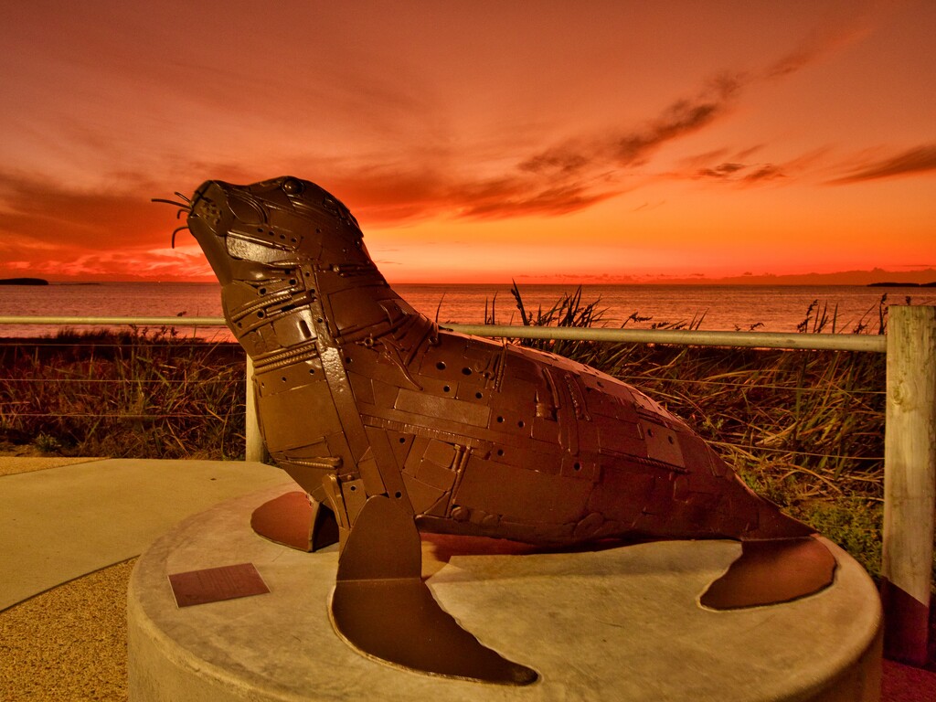 A Seal At Sunset P5254754 by merrelyn