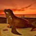 A Seal At Sunset P5254754