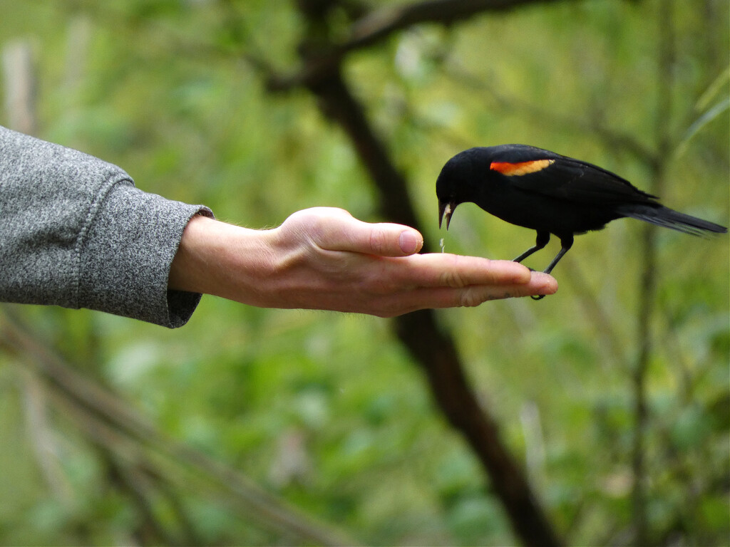 Hand-Feeding Wild Birds by seattlite