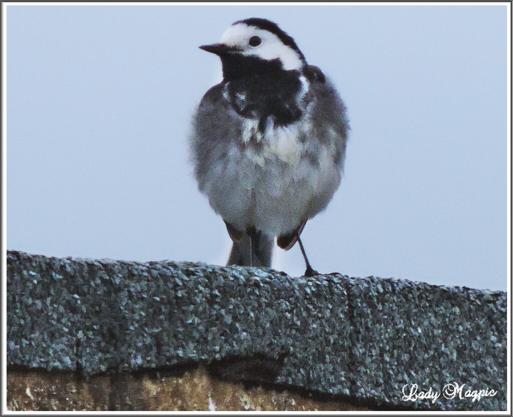 A Pied Wagtail. by ladymagpie