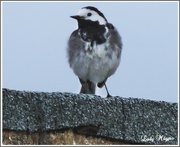 25th May 2022 - A Pied Wagtail.