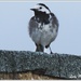 A Pied Wagtail. by ladymagpie