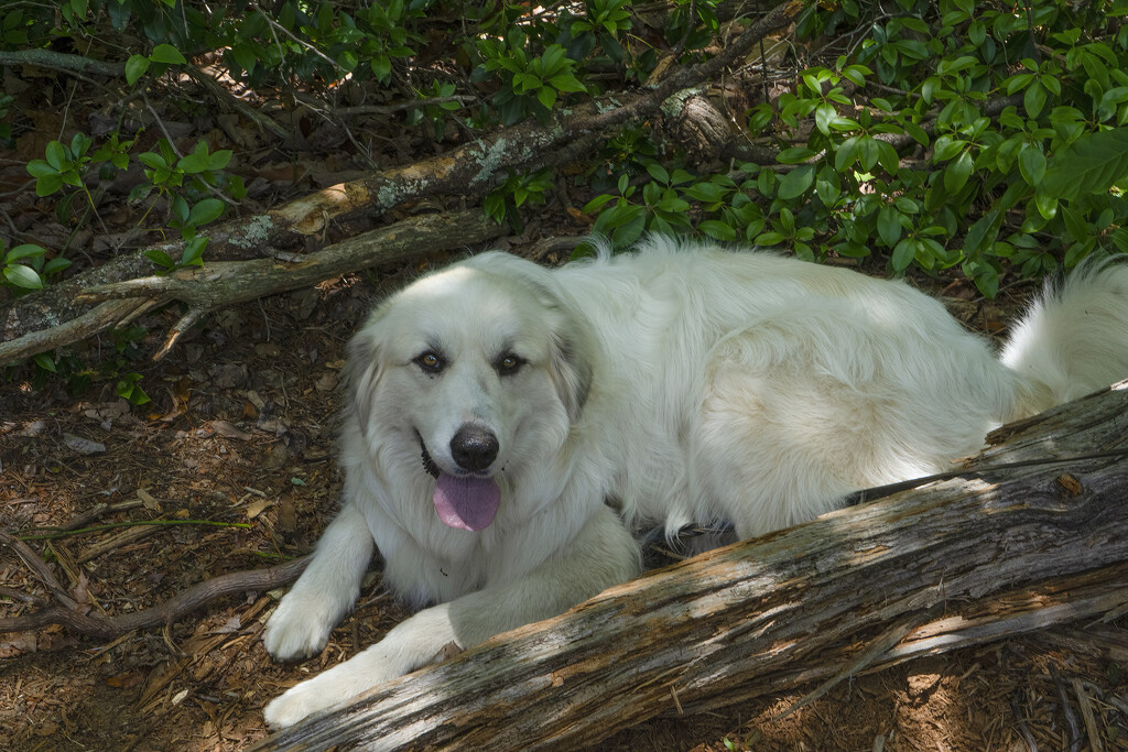 Sugar Resting in the Shade by k9photo