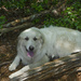 Sugar Resting in the Shade by k9photo