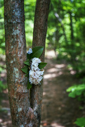 22nd May 2022 - Mountain Laurel Bouquet