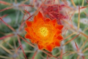 25th May 2022 - cactus bloom