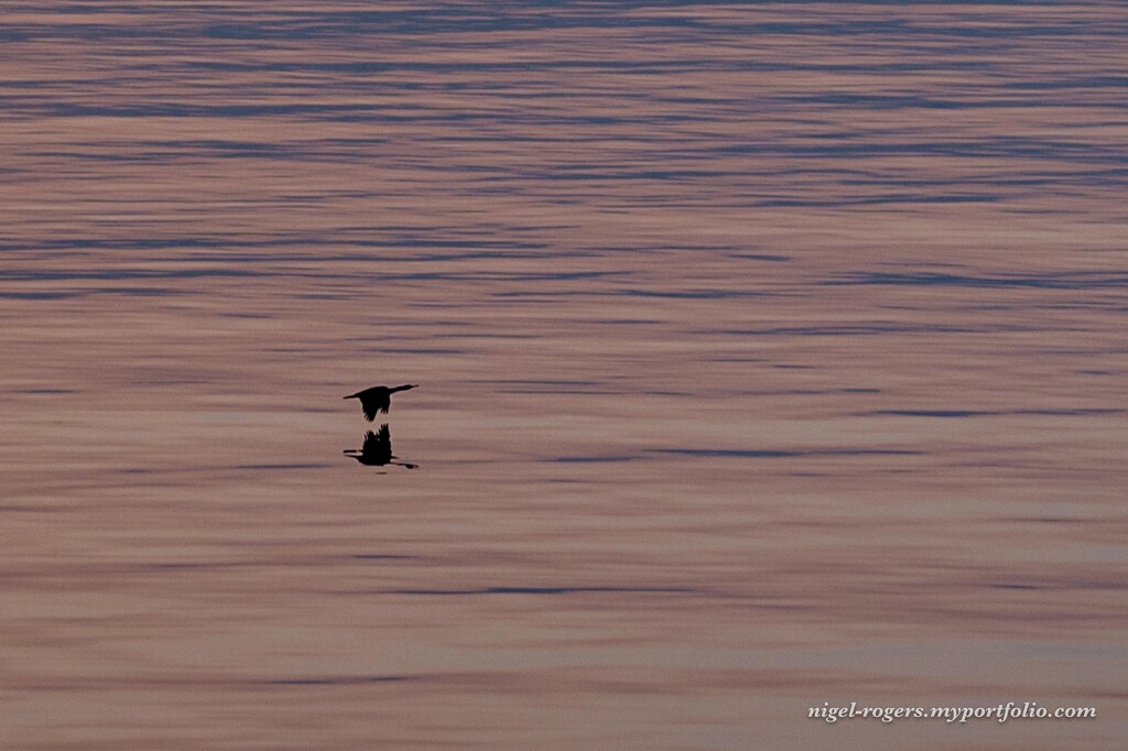 Cormorant at dawn by nigelrogers
