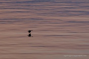 23rd May 2022 - Cormorant at dawn
