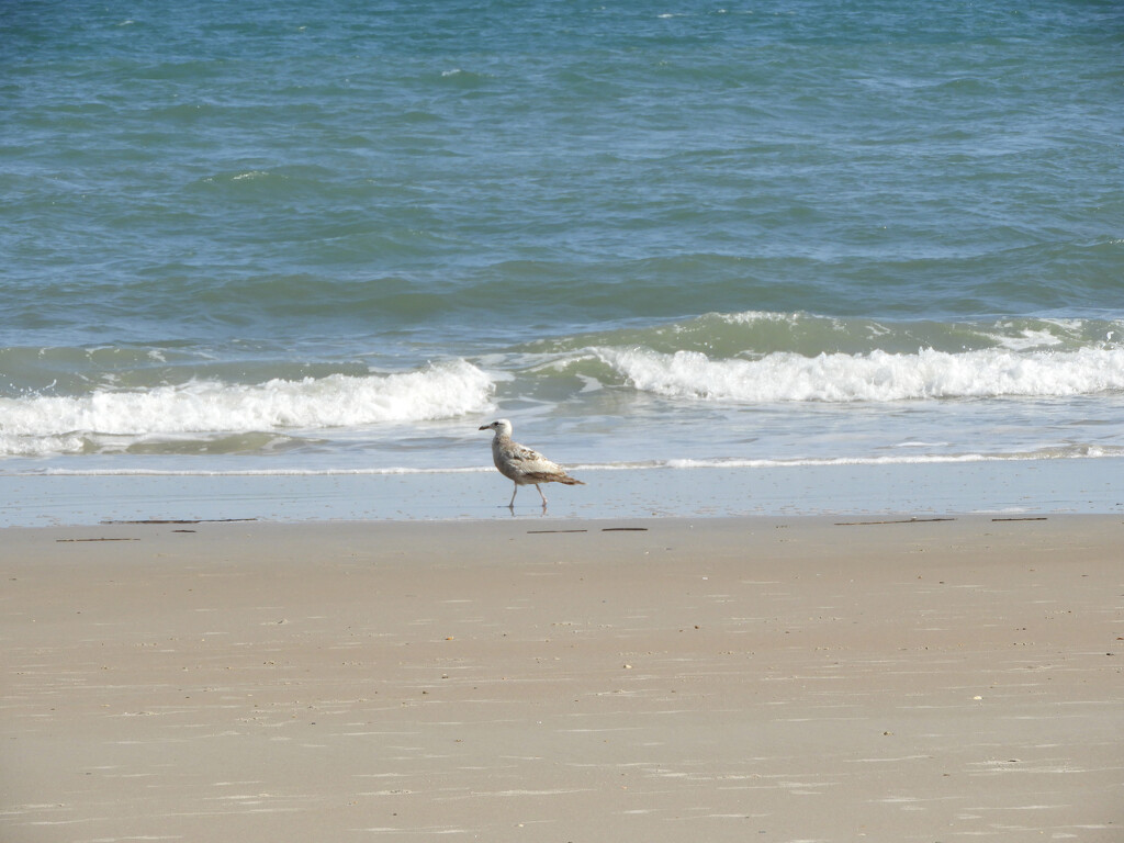 Sea gull on the beach by homeschoolmom