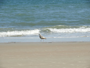 18th May 2022 - Sea gull on the beach