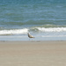 Sea gull on the beach