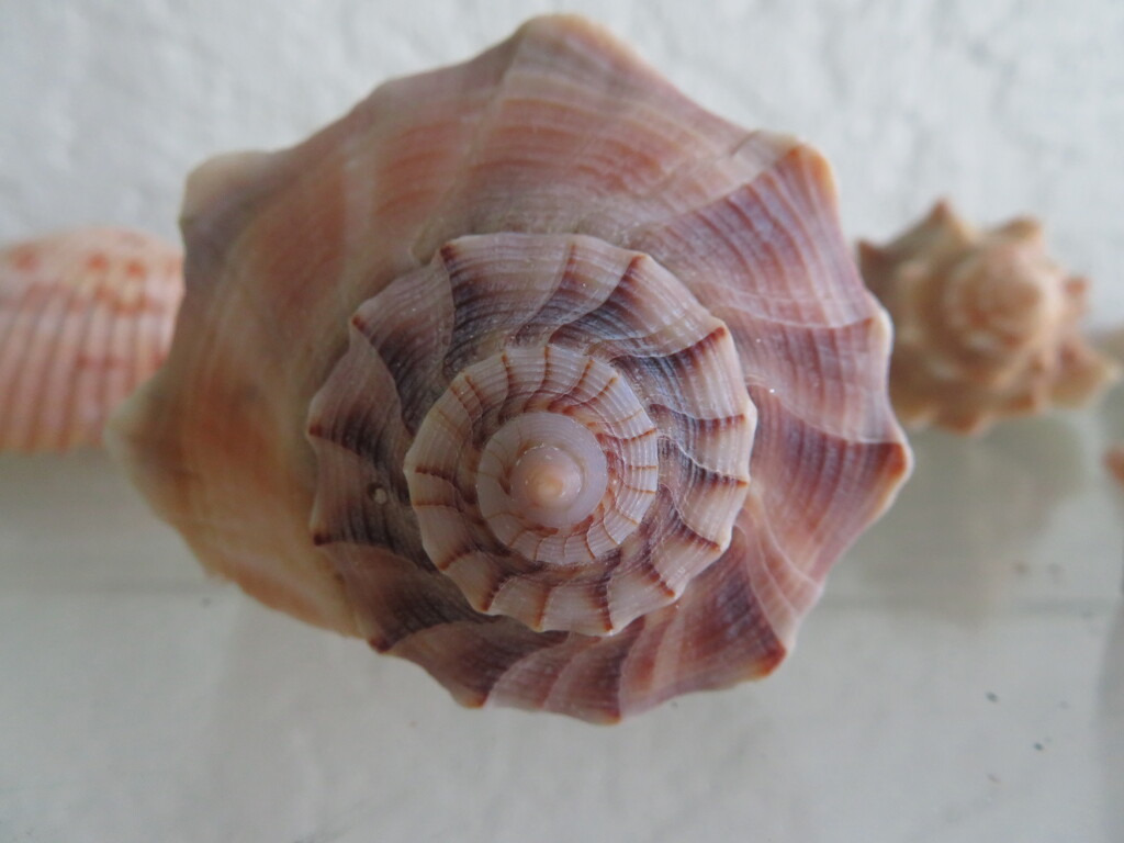 A shell found on the beach by anitaw