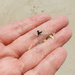 Tiny shark tooth