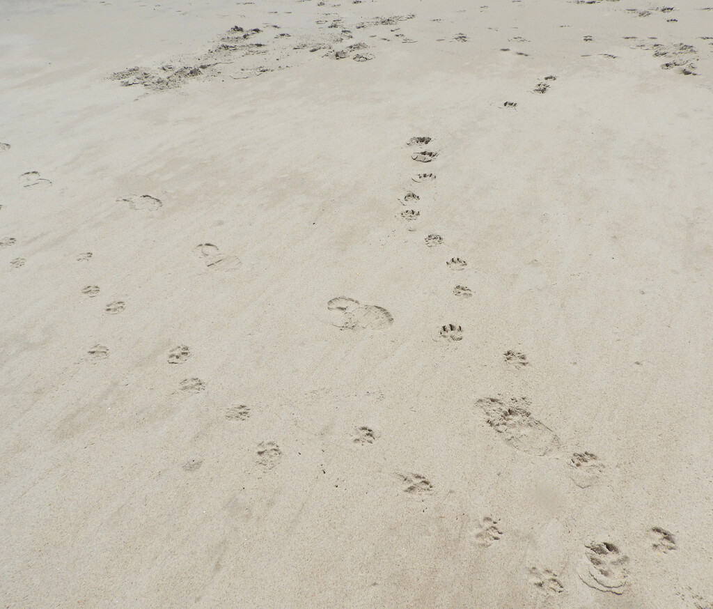 Footprints in the sand by homeschoolmom