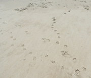 19th May 2022 - Footprints in the sand