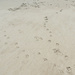 Footprints in the sand by homeschoolmom