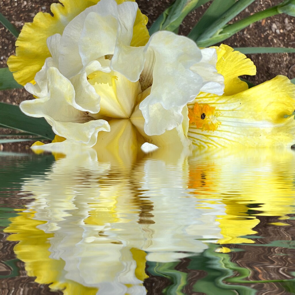 Iris with processed reflection by shutterbug49
