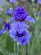 25th May 2022 - Blue iris