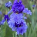 Blue iris by thedarkroom