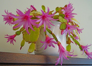 22nd May 2022 - Easter (?) Cactus