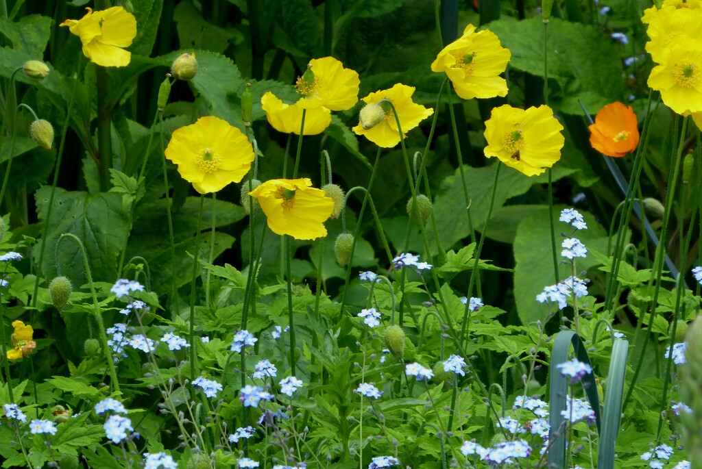 Welsh poppies with forget-me-nots  by snowy