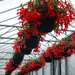 Hanging Baskets by marianj