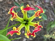 25th May 2022 - Flame lily