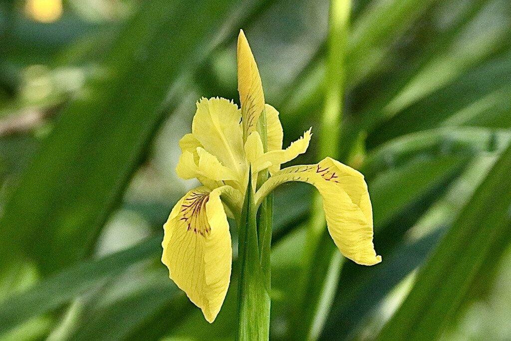 Yellow Flag Iris by carole_sandford