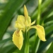 Yellow Flag Iris by carole_sandford