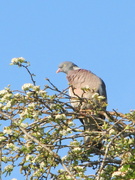 8th May 2022 - Pigeon on the hawthorn
