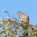Pigeon on the hawthorn by speedwell