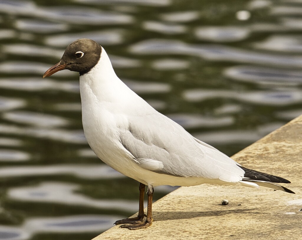 Black Headed Gull by tonygig