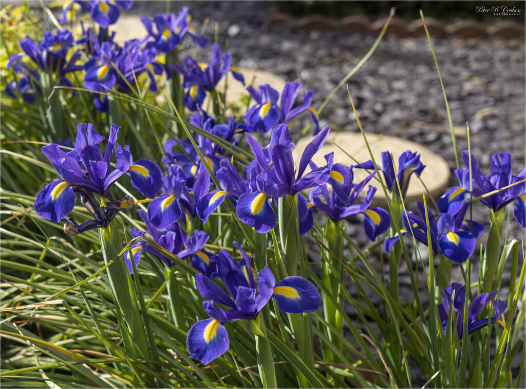 Flag Irises by pcoulson