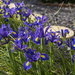 Flag Irises by pcoulson