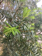 25th May 2022 - New Growth on my Yew Bush
