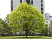 15th May 2022 - Tree