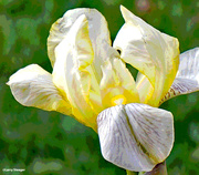 25th May 2022 - White and yellow iris