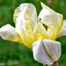 White and yellow iris