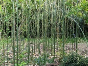 25th May 2022 - Bamboo Forest