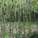 Bamboo Forest by photogypsy