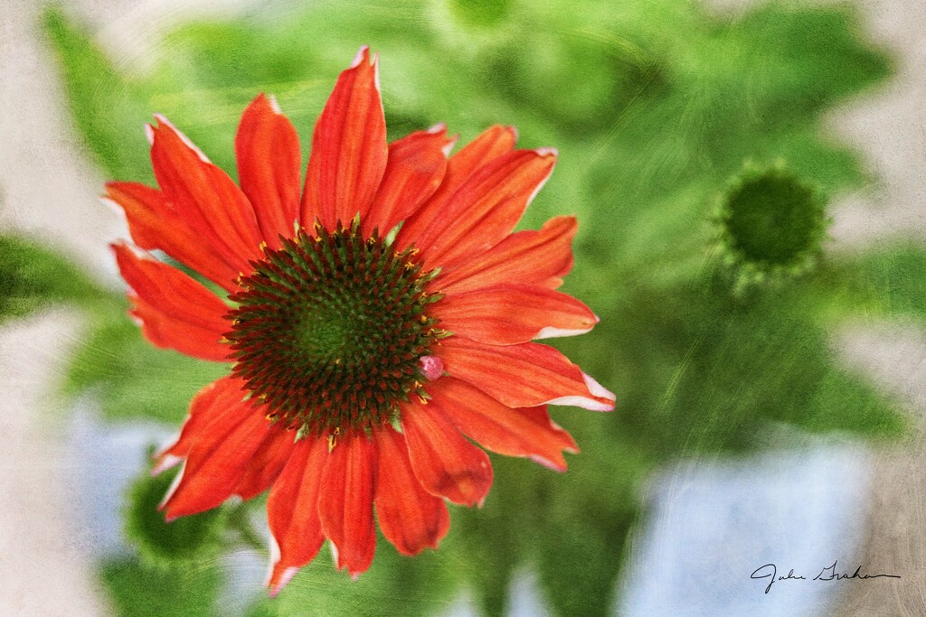 Sombrero Salsa Red Coneflower by 2022julieg