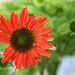 Sombrero Salsa Red Coneflower by 2022julieg