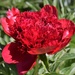 Ruby Red Peony by sandlily